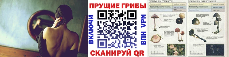 Галлюциногенные грибы Magic Shrooms  Покровск 